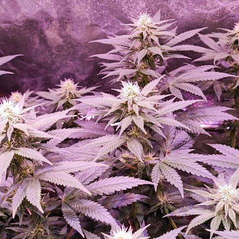 Auto Northern Lights growlog timeline photo