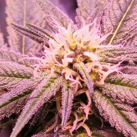 Auto Northern Lights growlog timeline photo