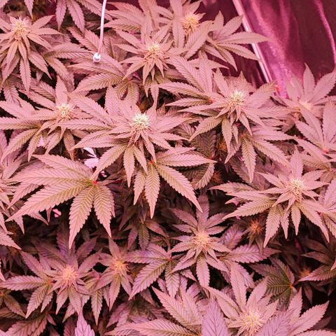 Auto Northern Lights growlog timeline photo