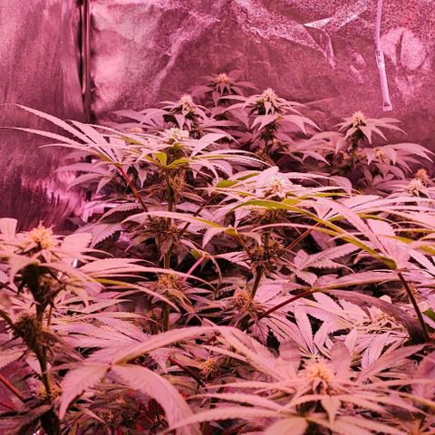 Auto Northern Lights growlog timeline photo