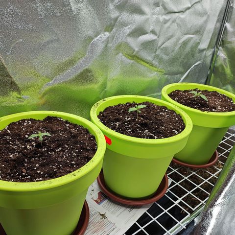 Auto Northern Lights growlog photo: 16 Tage alt das erste richtige Blattpaar kommt. Jetzt sollte es schnell gehen.