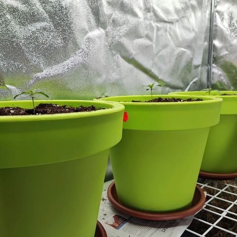 Auto Northern Lights growlog photo: 16 Tage alt das erste richtige Blattpaar kommt. Jetzt sollte es schnell gehen.