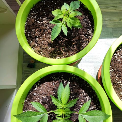 Auto Northern Lights growlog timeline photo