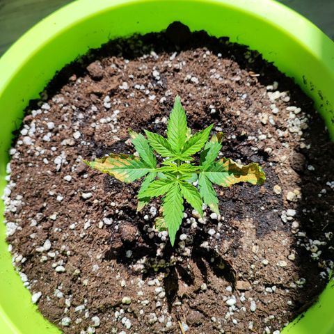 Auto Northern Lights growlog photo: Kleinste von Anfang an krank. Bessert sich nicht dann fliegt sie in denn wald