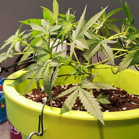 Auto Northern Lights growlog photo: Fotos vom lST