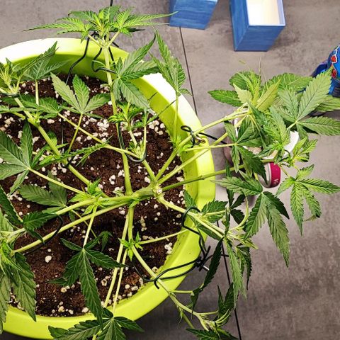 Auto Northern Lights growlog photo: Fotos vom lST