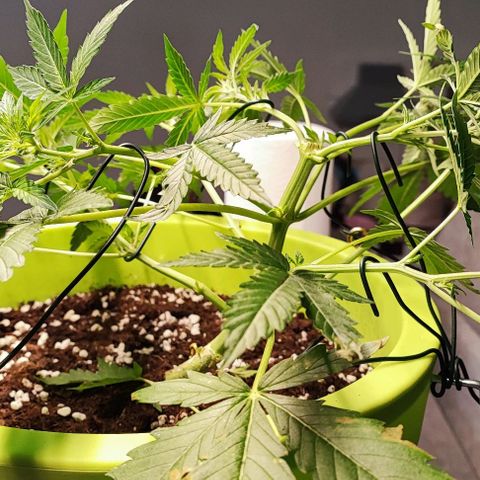 Auto Northern Lights growlog photo: Fotos vom lST