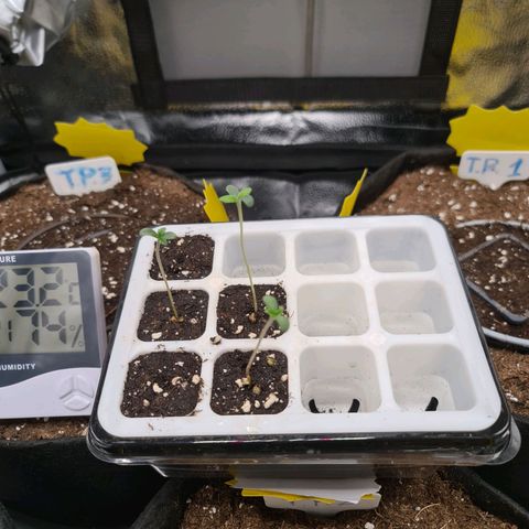 Poison 3 T.P.3 growlog timeline photo