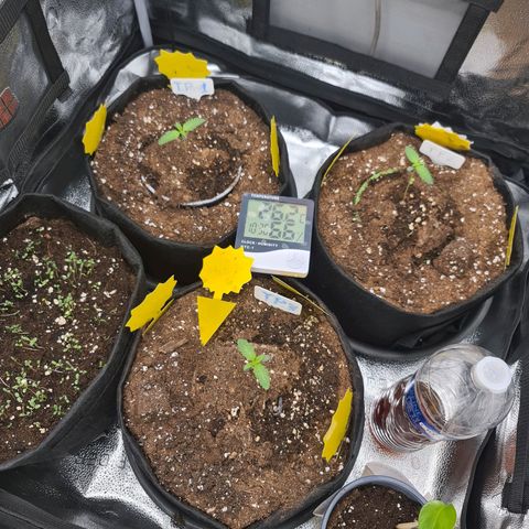 Poison 3 T.P.3 growlog timeline photo