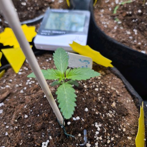 Poison 3 T.P.3 growlog timeline photo