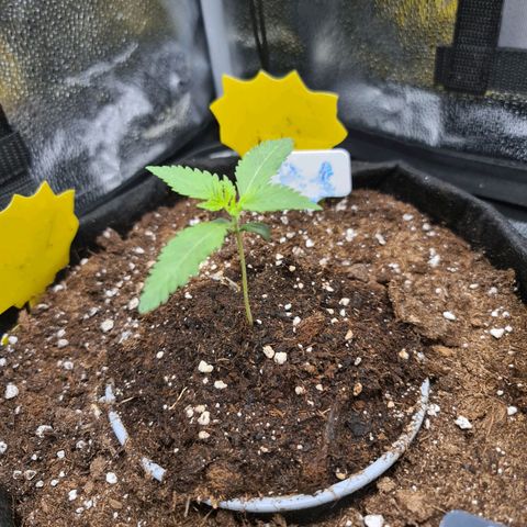 Poison 3 T.P.3 growlog timeline photo