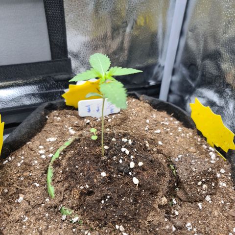 Poison 3 T.P.3 growlog timeline photo