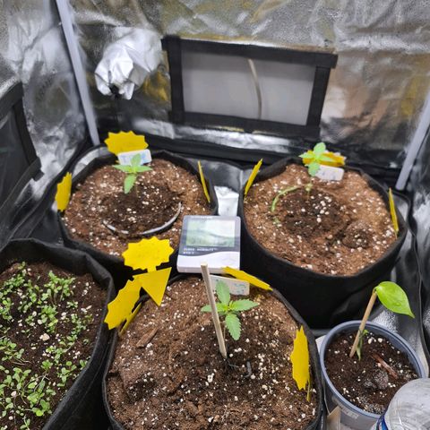 Poison 3 T.P.3 growlog timeline photo