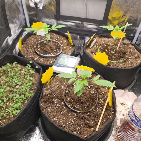 Poison 3 T.P.3 growlog timeline photo