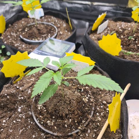 Poison 3 T.P.3 growlog timeline photo