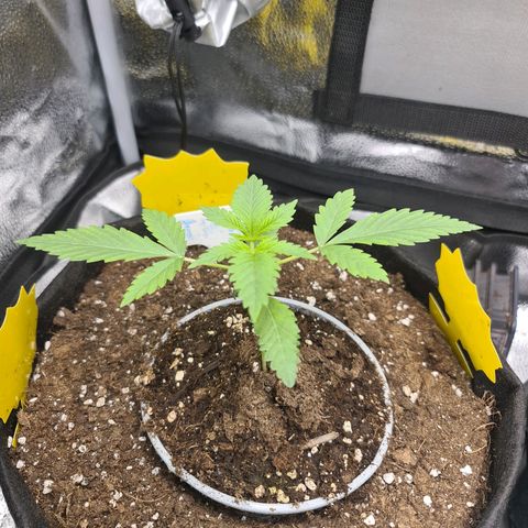 Poison 3 T.P.3 growlog timeline photo