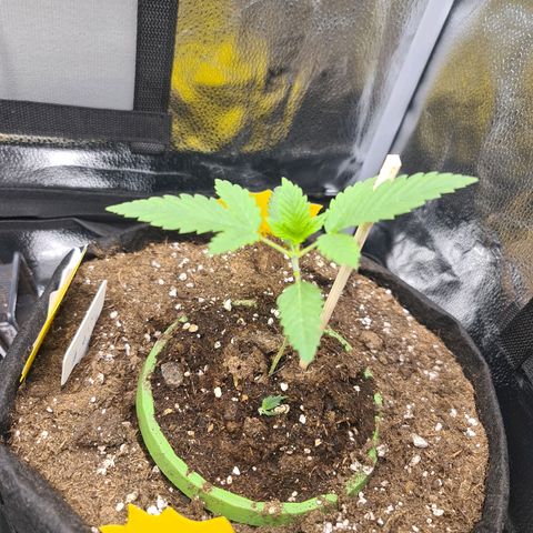 Poison 3 T.P.3 growlog timeline photo