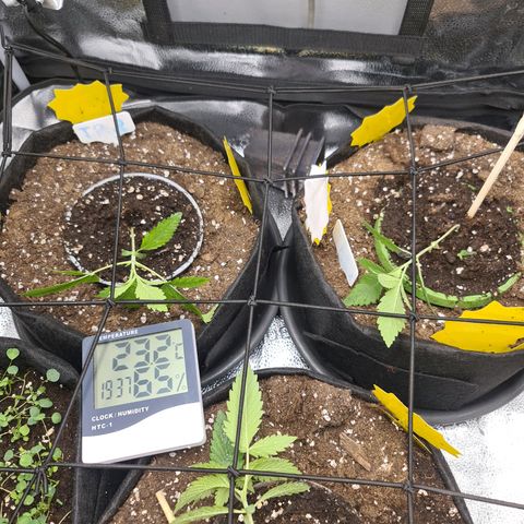Poison 3 T.P.3 growlog timeline photo
