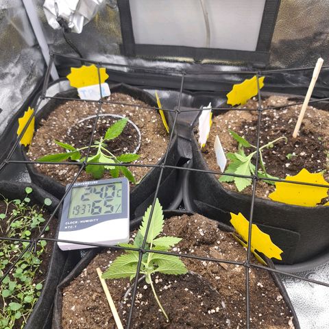 Poison 3 T.P.3 growlog timeline photo