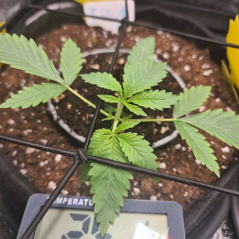 Poison 3 T.P.3 growlog timeline photo