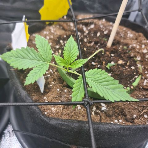 Poison 3 T.P.3 growlog timeline photo