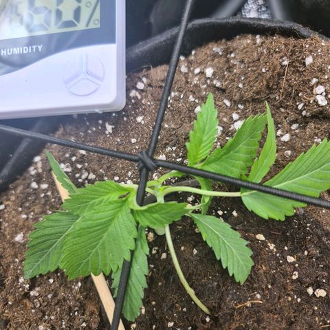 Poison 3 T.P.3 growlog timeline photo