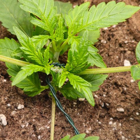Poison 3 T.P.3 growlog photo: État cicatrice coupe apex. 
Aspect du LST et des différent niveau de développement. 
État des culture compagne plutôt bonne. Les trefles on pris le dessus. 