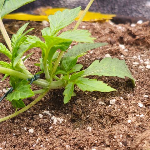 Poison 3 T.P.3 growlog photo: État cicatrice coupe apex. 
Aspect du LST et des différent niveau de développement. 
État des culture compagne plutôt bonne. Les trefles on pris le dessus. 