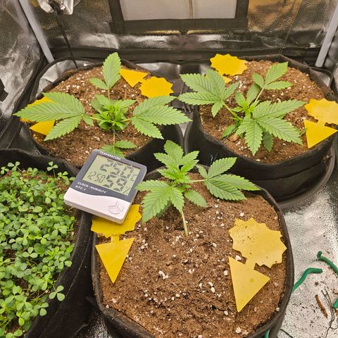 Poison 3 T.P.3 growlog photo: État cicatrice coupe apex. 
Aspect du LST et des différent niveau de développement. 
État des culture compagne plutôt bonne. Les trefles on pris le dessus. 