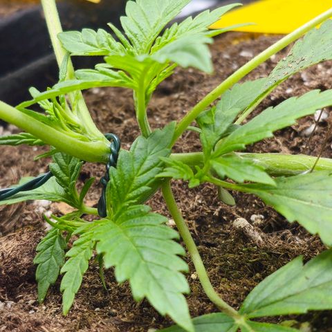 Poison 3 T.P.3 growlog photo: État cicatrice coupe apex. 
Aspect du LST et des différent niveau de développement. 
État des culture compagne plutôt bonne. Les trefles on pris le dessus. 