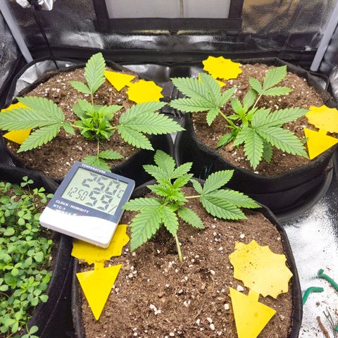 Poison 3 T.P.3 growlog photo: État cicatrice coupe apex. 
Aspect du LST et des différent niveau de développement. 
État des culture compagne plutôt bonne. Les trefles on pris le dessus. 