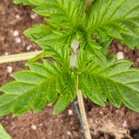 Poison 3 T.P.3 growlog photo: État cicatrice coupe apex. 
Aspect du LST et des différent niveau de développement. 
État des culture compagne plutôt bonne. Les trefles on pris le dessus. 