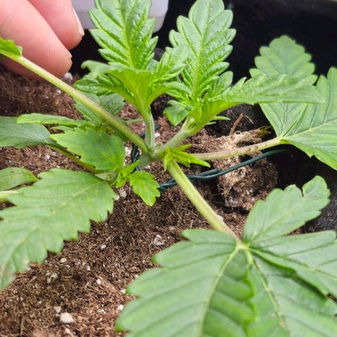Poison 3 T.P.3 growlog photo: État cicatrice coupe apex. 
Aspect du LST et des différent niveau de développement. 
État des culture compagne plutôt bonne. Les trefles on pris le dessus. 