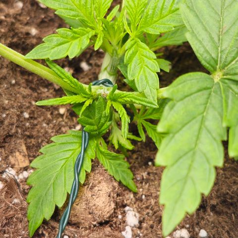 Poison 3 T.P.3 growlog photo: État cicatrice coupe apex. 
Aspect du LST et des différent niveau de développement. 
État des culture compagne plutôt bonne. Les trefles on pris le dessus. 