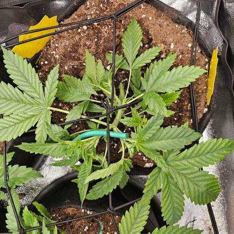 Poison 3 T.P.3 growlog photo: Entraînement LST, bonne progression 😁🫡