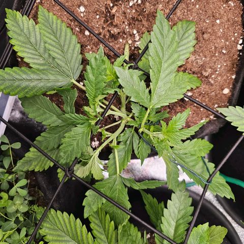 Poison 3 T.P.3 growlog photo: Entraînement LST, bonne progression 😁🫡