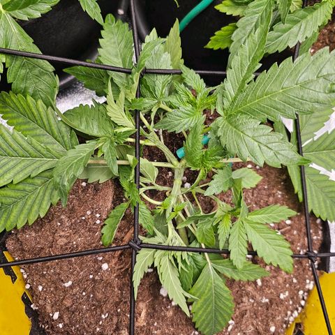 Poison 3 T.P.3 growlog photo: Entraînement LST, bonne progression 😁🫡
