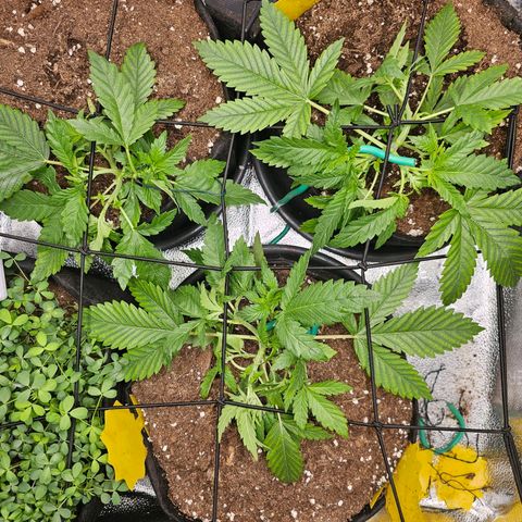 Poison 3 T.P.3 growlog photo: Entraînement LST, bonne progression 😁🫡