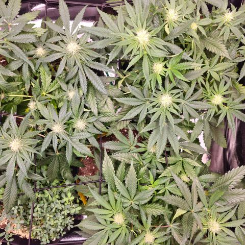Poison 3 T.P.3 growlog timeline photo