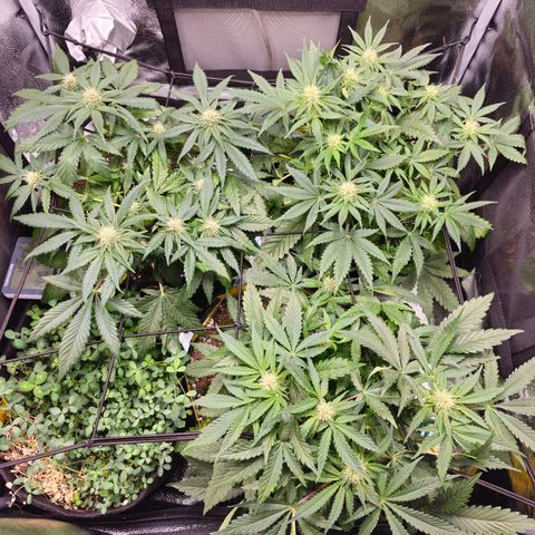 Poison 3 T.P.3 growlog timeline photo