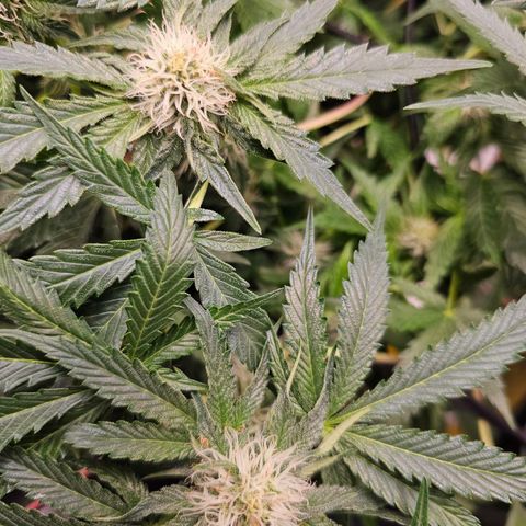 Poison 3 T.P.3 growlog timeline photo