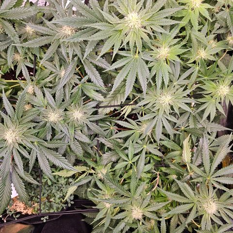 Poison 3 T.P.3 growlog timeline photo