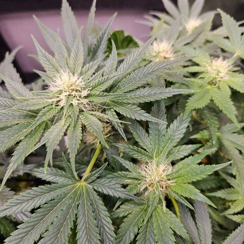 Poison 3 T.P.3 growlog timeline photo
