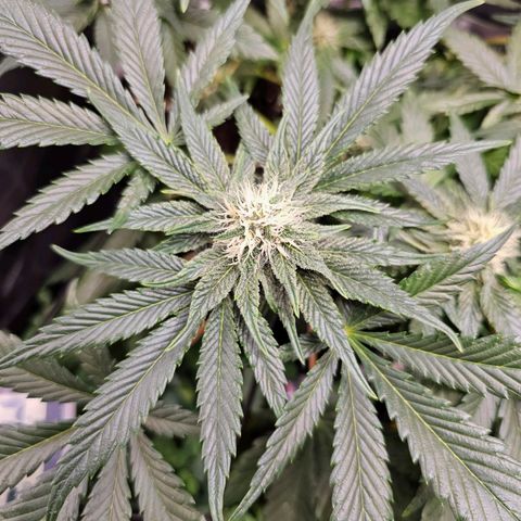 Poison 3 T.P.3 growlog timeline photo