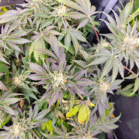 Poison 3 T.P.3 growlog timeline photo