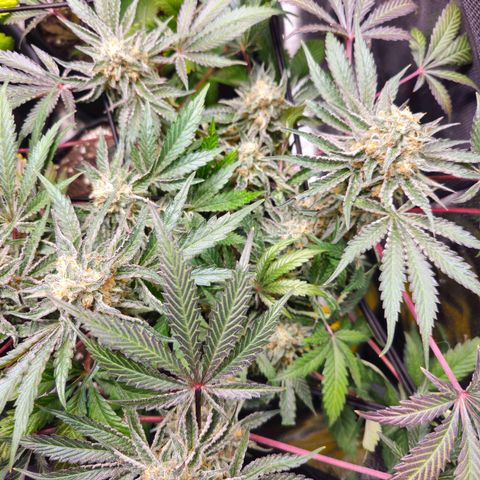 Poison 3 T.P.3 growlog timeline photo