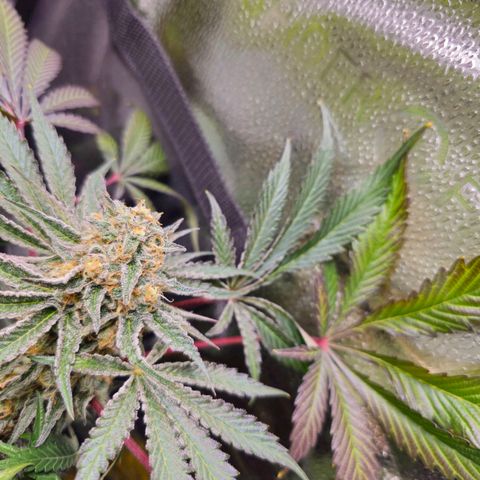 Poison 3 T.P.3 growlog timeline photo