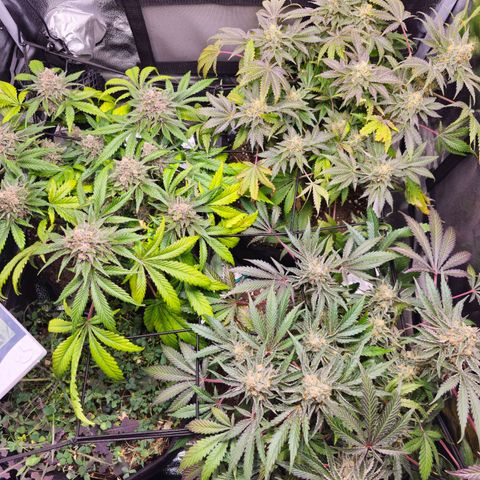 Poison 3 T.P.3 growlog timeline photo