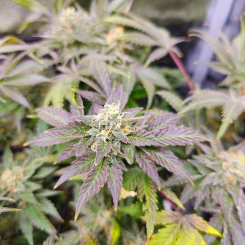 Poison 3 T.P.3 growlog timeline photo