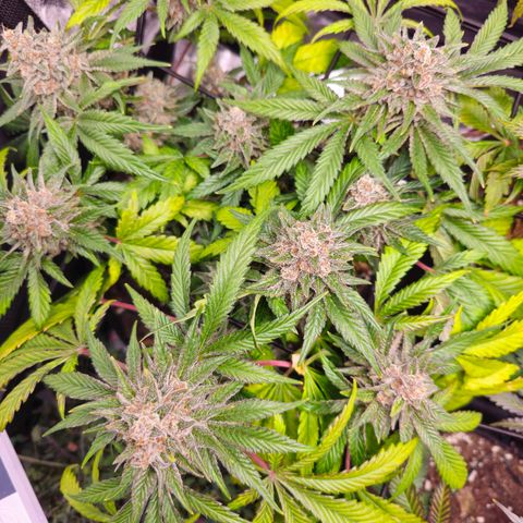 Poison 3 T.P.3 growlog timeline photo